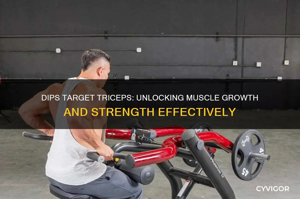 what tricep muscle do dips work