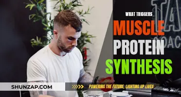 Muscle Protein Synthesis: Understanding the Triggers and Mechanisms