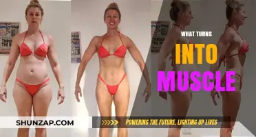 How Food Turns into Muscle