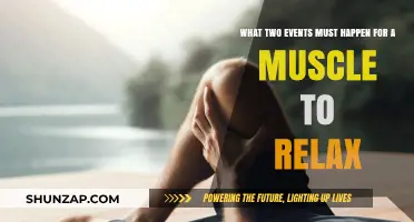 Muscle Relaxation Unveiled: Key Events for Tension Release Explained