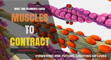 How Actin and Myosin Filaments Drive Muscle Contraction Explained