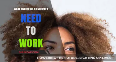 Fuel and Oxygen: The Essential Duo for Muscle Function