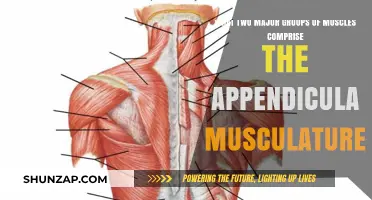 Appendicular Musculature: Exploring Intrinsic and Extrinsic Muscle Groups