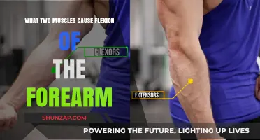 Forearm Flexion: The Role of Brachialis and Brachioradialis Muscles