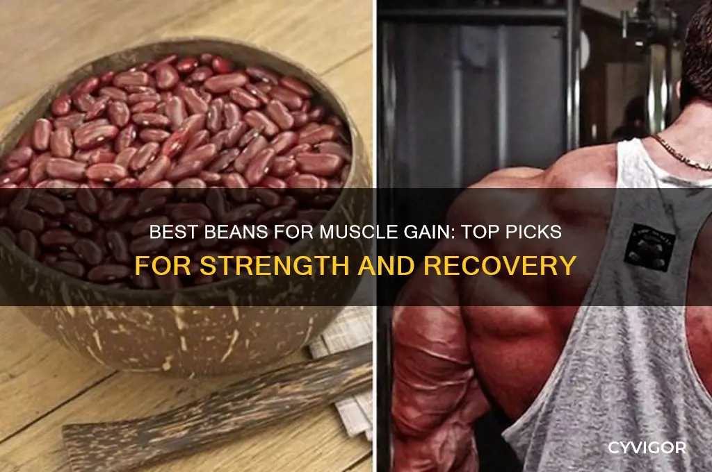 what type of beans are better for muscle gain