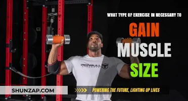 Effective Workouts to Maximize Muscle Growth and Size
