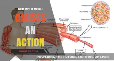 Understanding Muscle Types: Which One Powers Your Every Movement?