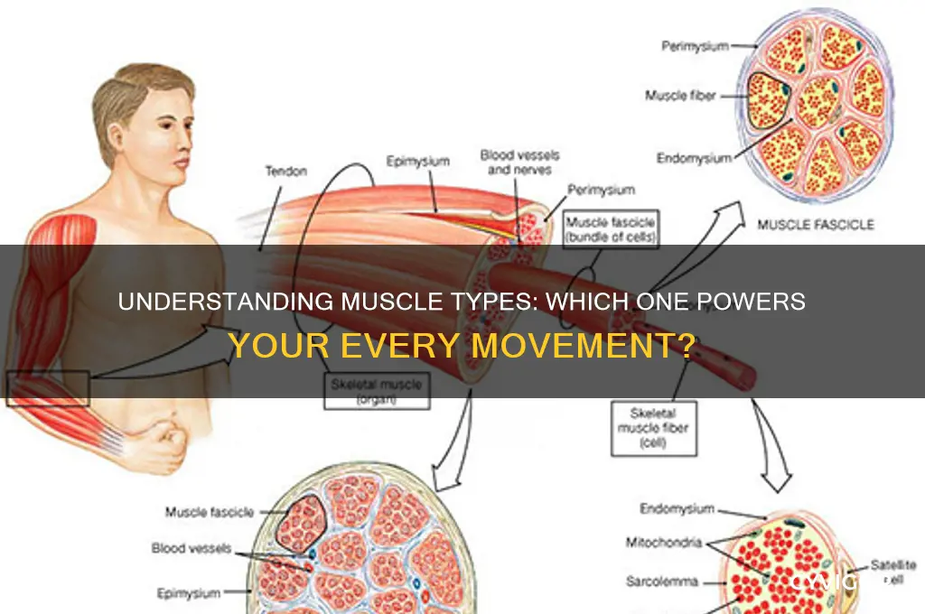 what type of muscle causes an action