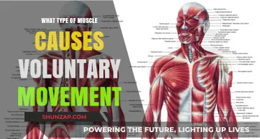 Skeletal Muscles: The Key Drivers of Voluntary Movement Explained