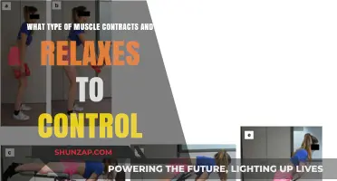 Understanding Voluntary Muscles: How They Contract and Relax for Control