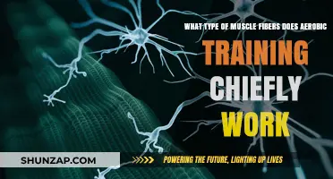 Aerobic Training: Targeting Slow-Twitch Muscle Fibers for Endurance