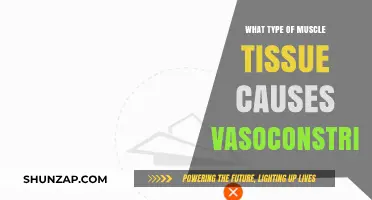 Smooth Muscle Tissue: The Key Driver of Vasoconstriction Explained