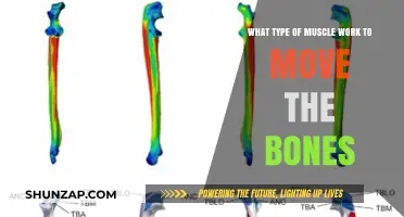 How Muscles and Bones Collaborate for Movement and Strength