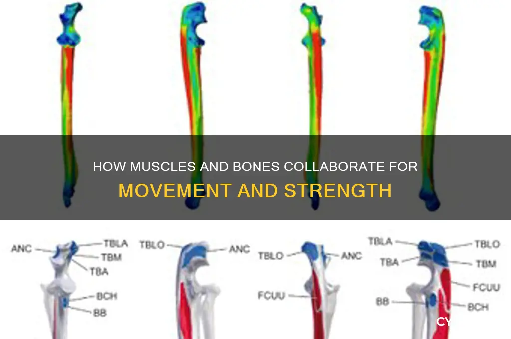what type of muscle work to move the bones
