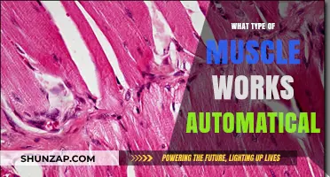 Understanding Involuntary Muscles: How Your Body Works Automatically