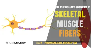 Motor Nerves: The Key to Skeletal Muscle Fiber Contraction Explained