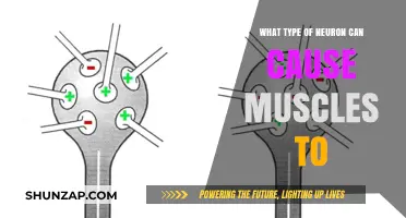 How Motor Neurons Control and Activate Muscle Contractions