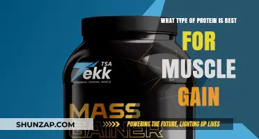 Best Protein Types for Optimal Muscle Gain and Recovery