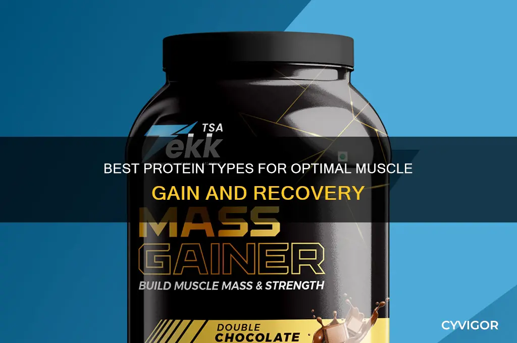 what type of protein is best for muscle gain