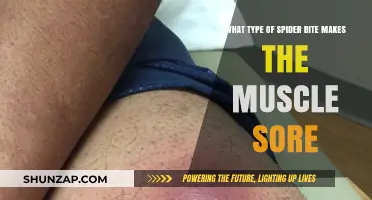 Spider Bites Causing Muscle Pain: Identifying the Culprit Arachnid