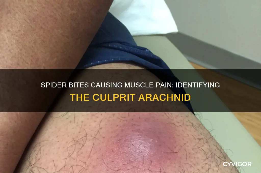what type of spider bite makes the muscle sore