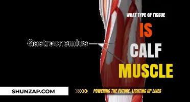 Exploring the Fascinating World of Calf Muscle Tissue Types