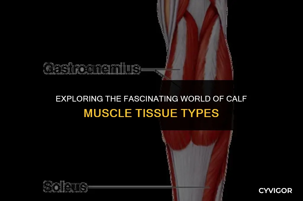 what type of tissue is calf muscle