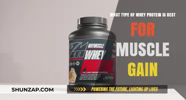 Best Whey Protein Types for Optimal Muscle Gain and Recovery