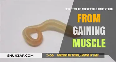 Parasitic Worms Hindering Muscle Growth in Dogs: A Comprehensive Guide