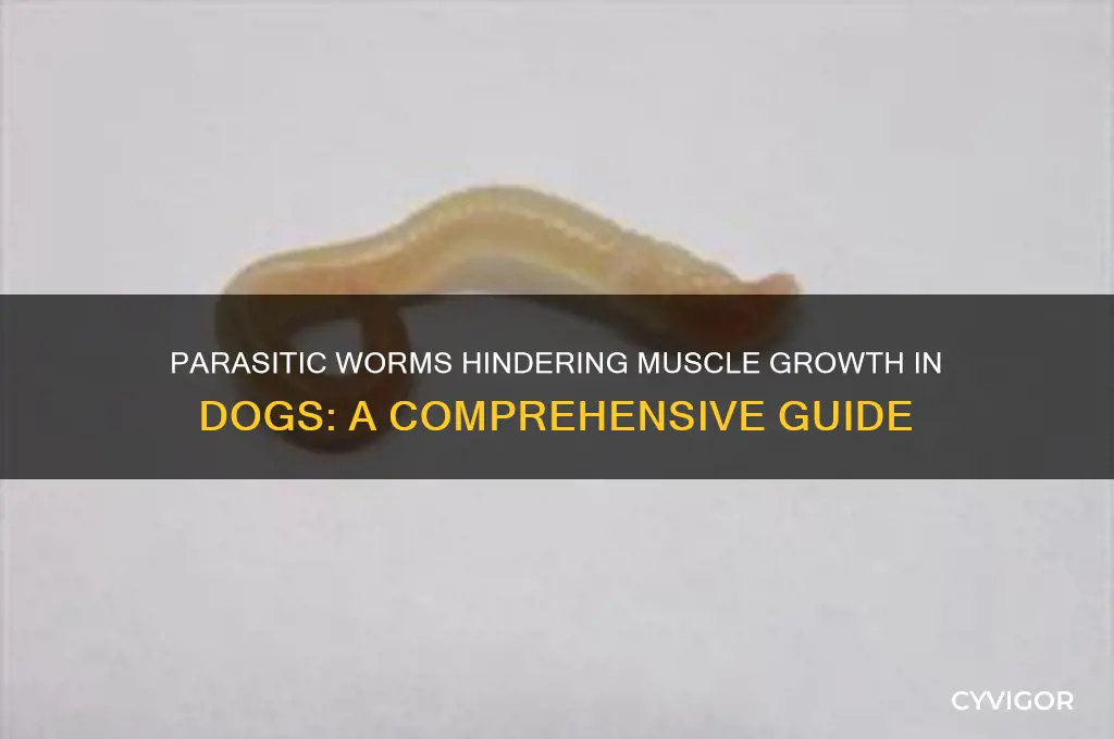 what type of worm would prevent dog from gaining muscle
