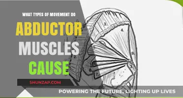 Understanding Abductor Muscles: Movements, Functions, and Key Roles in Mobility