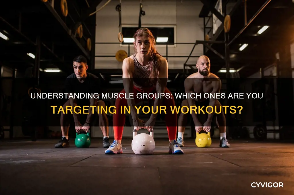 what types of muscles do you work out