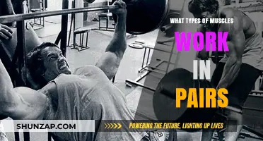 How Muscles Work in Pairs: Understanding Agonist and Antagonist Functions