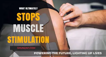 Why Muscles Stop Responding to Stimulation