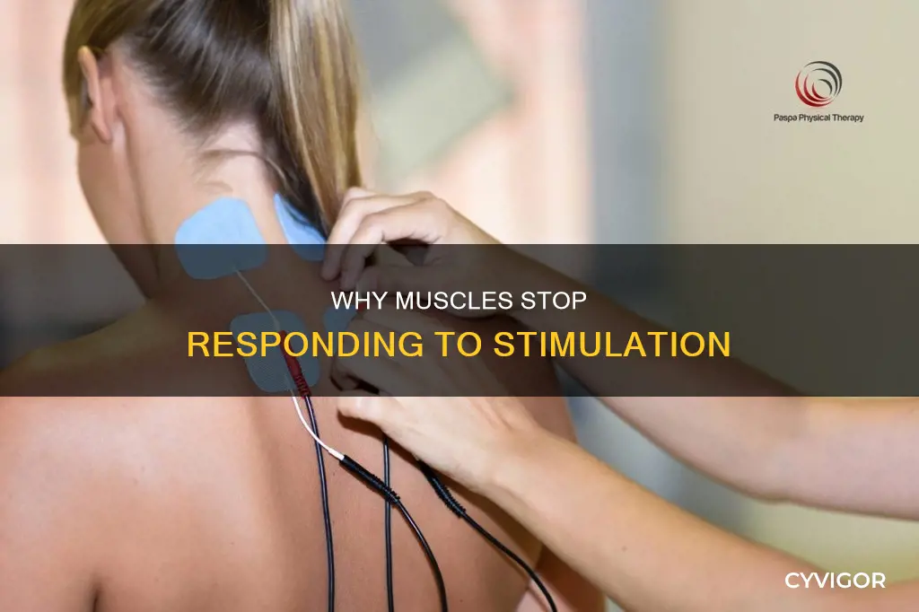 what ultimately stops muscle stimulation