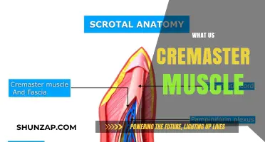 The Intriguing Cremaster Muscle: What's Its Function?