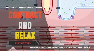 Unraveling the Science Behind Muscle Fiber Contraction and Relaxation Triggers
