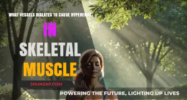 How Arterioles Dilate to Induce Hyperemia in Skeletal Muscle During Exercise