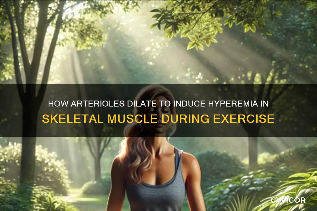 what vessels dialates to cause hyperemia in skeletal muscle