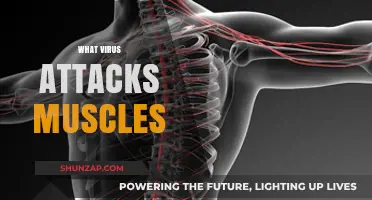 Muscle-Attacking Viruses: Unseen Threats to Our Bodies