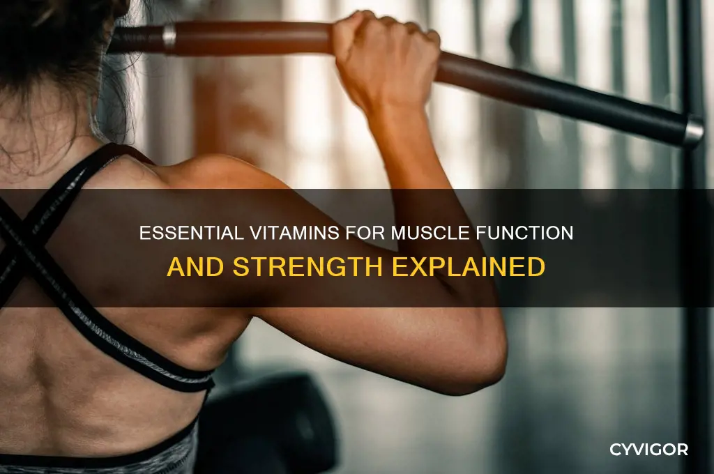 what vitimins make the muscles work