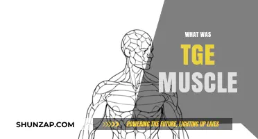 The Mystery of the Latissimus Dorsi Muscle
