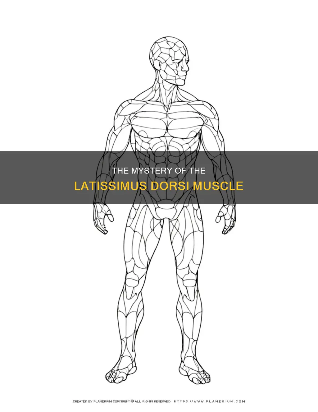 what was tge muscle