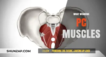 How Sedentary Lifestyle Impacts Your Pelvic Floor Muscles