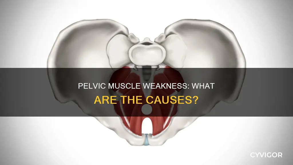 what weakens pelvic muscles