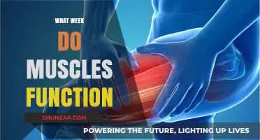 Muscle Functionality: Understanding Weekly Development