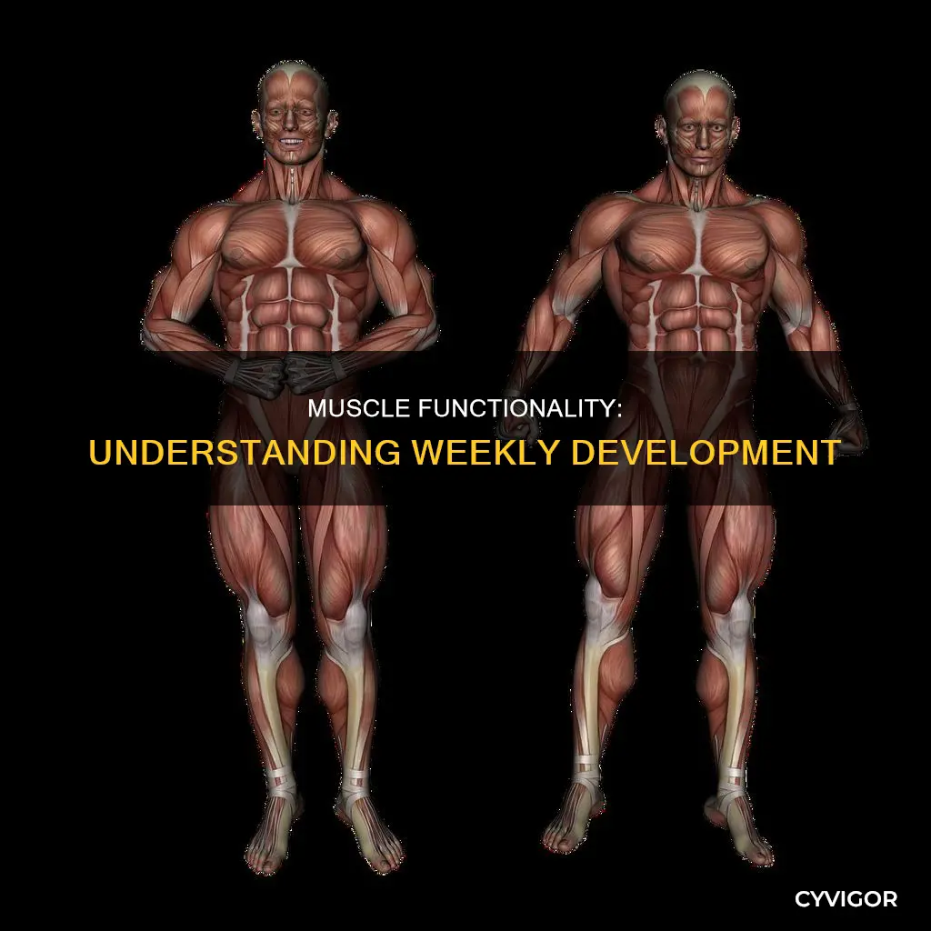 what week do muscles function