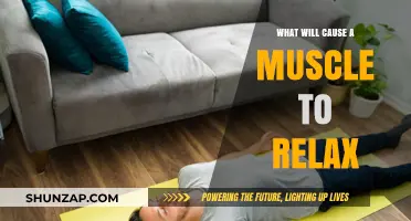Understanding Muscle Relaxation: Key Factors That Ease Tension and Promote Recovery