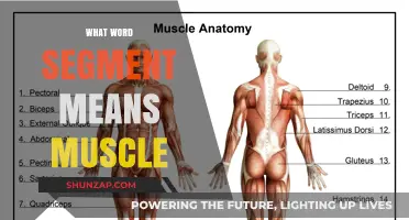 Understanding the Muscular System: Exploring Myology