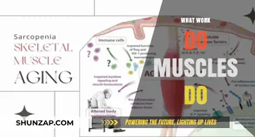 Understanding Muscles: Their Essential Roles and Functions in the Body